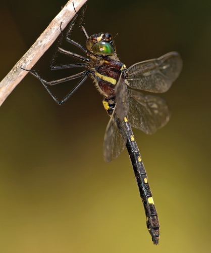 Female (posed)
2008_07_20_NC